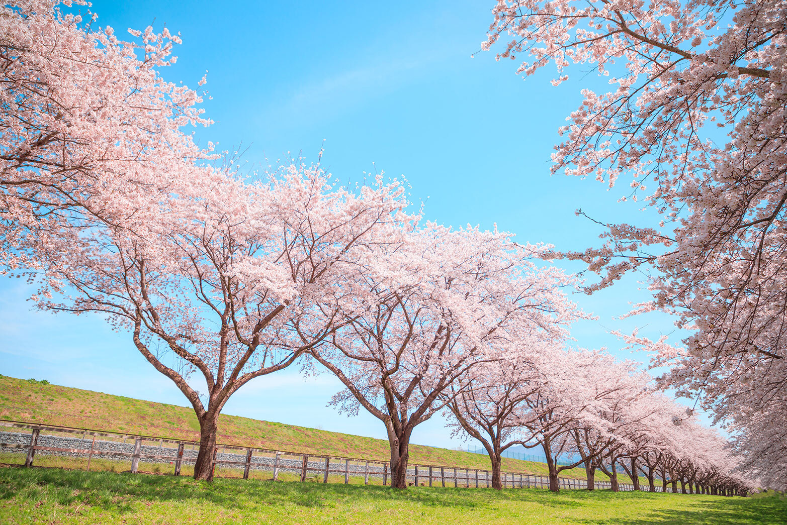 写真：水沢競馬場の桜並木