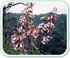 県の花キリの写真