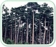 県の木ナンブアカマツの写真