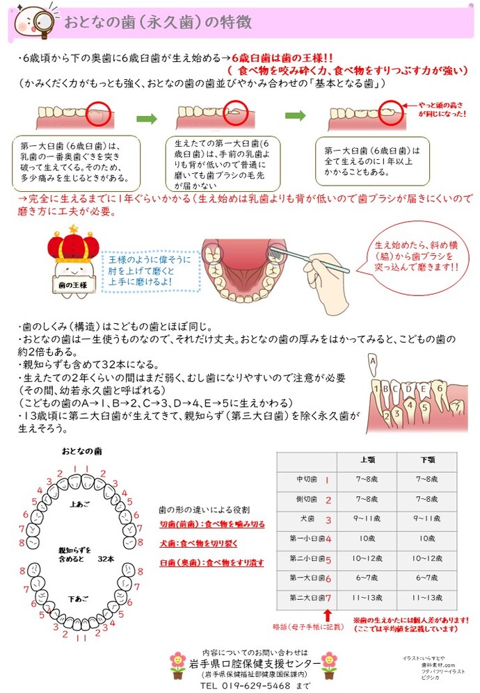 こどもの歯とおとなの歯（裏）