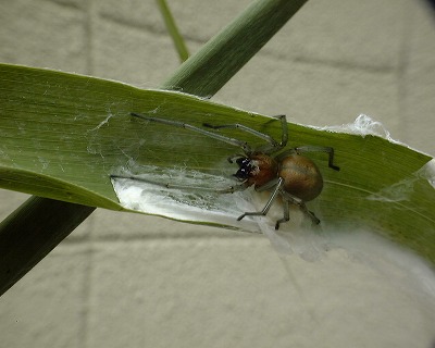 カバキコマチグモの写真
