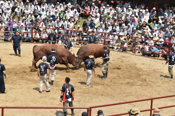 bull wrestling