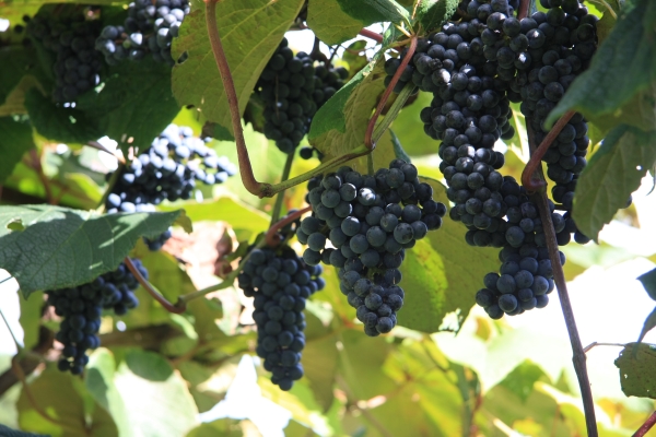 photo：wild grapes