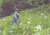 山野草に配慮した草刈りを実施している写真