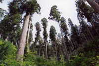 林の写真