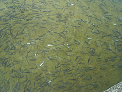 魚の群れの写真