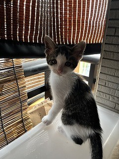 白黒