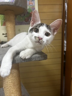 心のキャットタワー