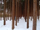 冬の林の写真