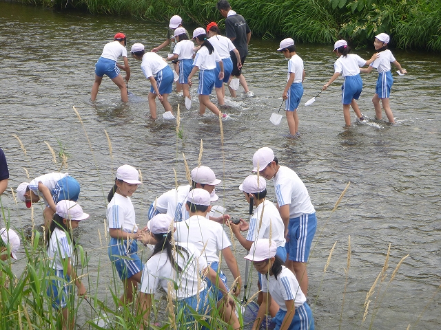 簗川いきもの調査の写真1