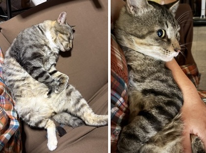 保護猫写真(アズキ)
