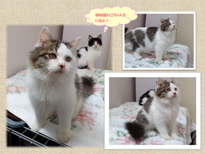 新しい飼い主を捜している猫の写真