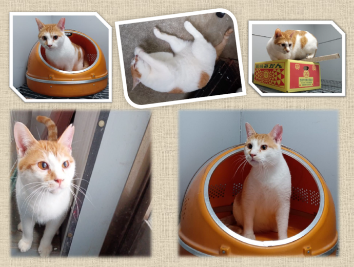 新しい飼い主を捜している猫の写真