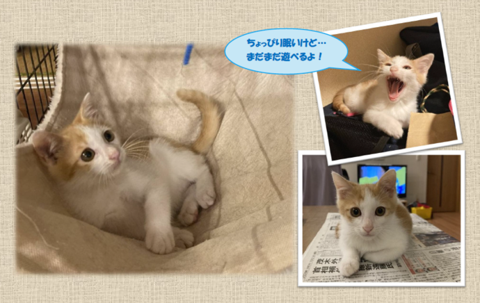 新しい飼い主を捜している猫の写真