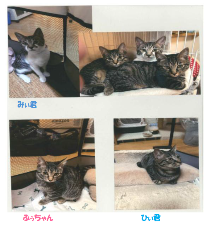新しい飼い主を捜している猫の写真