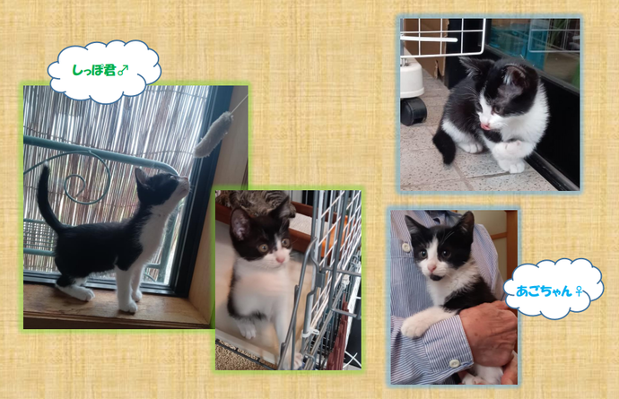 新しい飼い主を捜している猫の写真