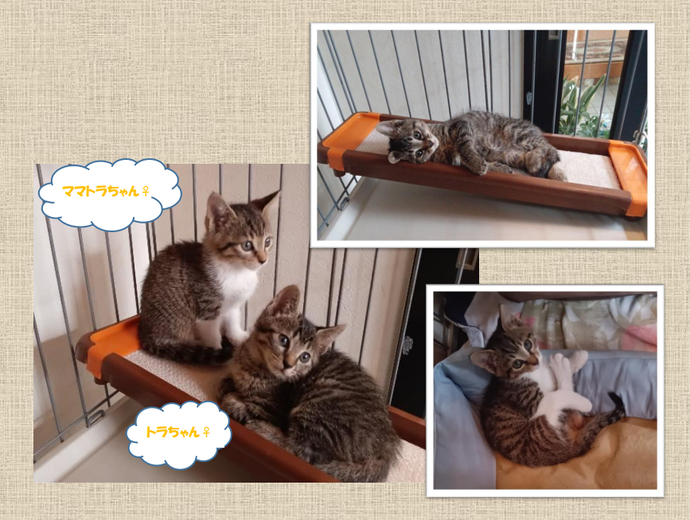 新しい飼い主を捜している猫の写真