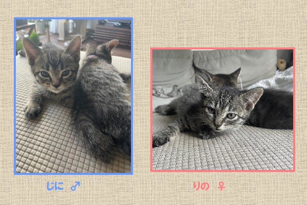 新しい飼い主を捜している猫の写真