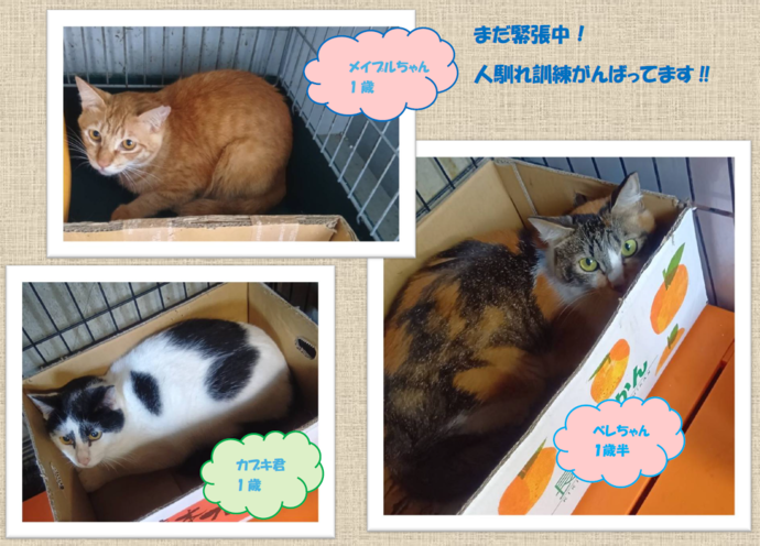 新しい飼い主を捜している猫の写真