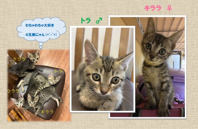 新しい飼い主を捜している猫の写真
