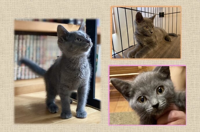 新しい飼い主を捜している猫の写真