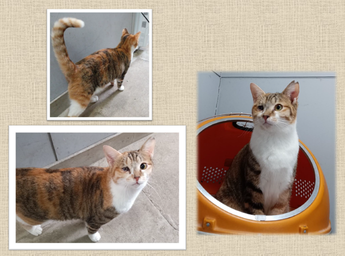 新しい飼い主を捜している猫の写真