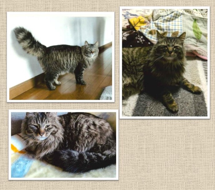 新しい飼い主を捜している猫の写真