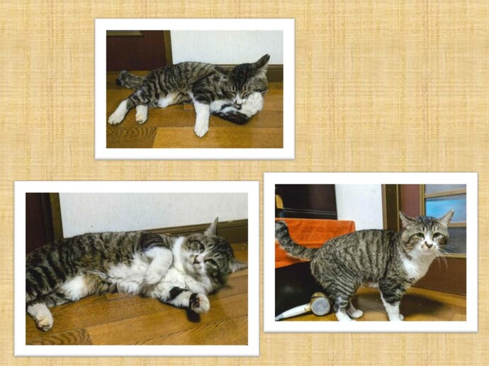 新しい飼い主を捜している猫の写真
