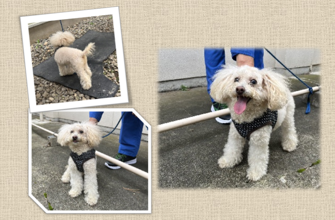 新しい飼い主を捜している猫の写真