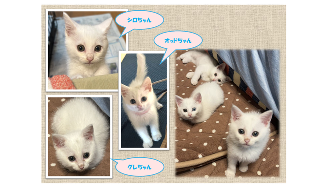 新しい飼い主を捜している猫の写真