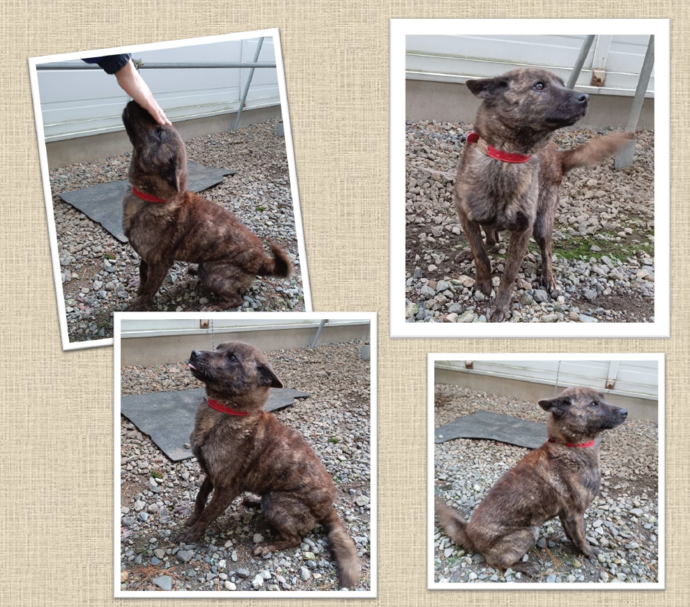 新しい飼い主を捜している犬の写真