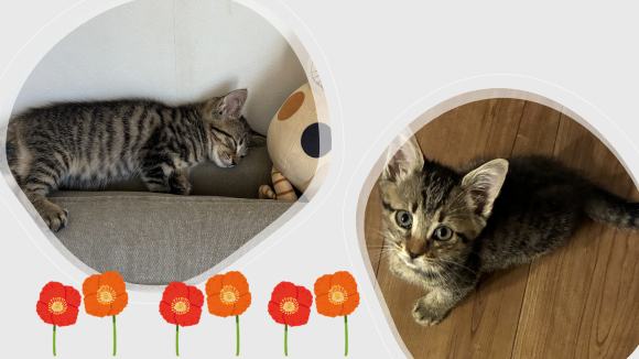 新しい飼い主を捜している猫の写真