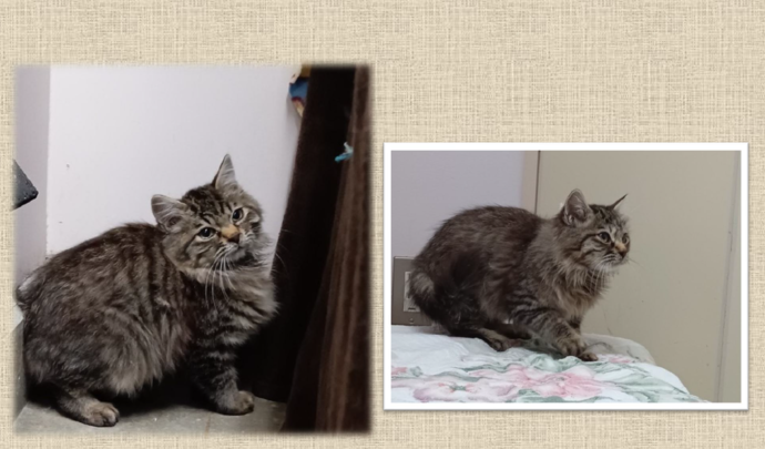 新しい飼い主を捜している猫の写真