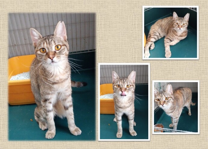 新しい飼い主を捜している猫の写真