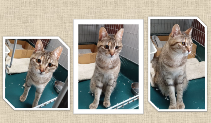 新しい飼い主を捜している猫の写真