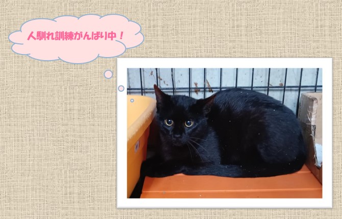 新しい飼い主を捜している猫の写真