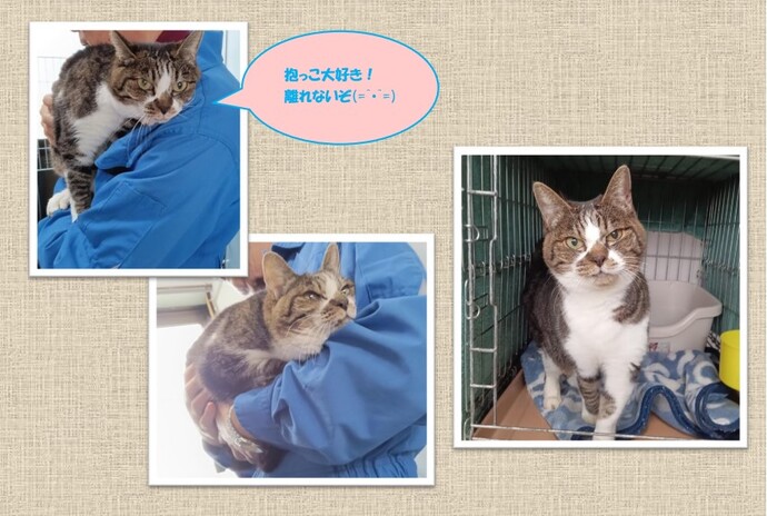 新しい飼い主を捜している猫の写真