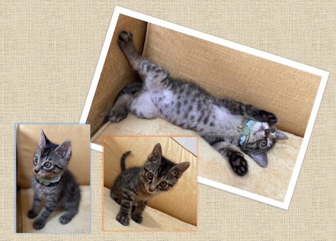 新しい飼い主を捜している猫の写真