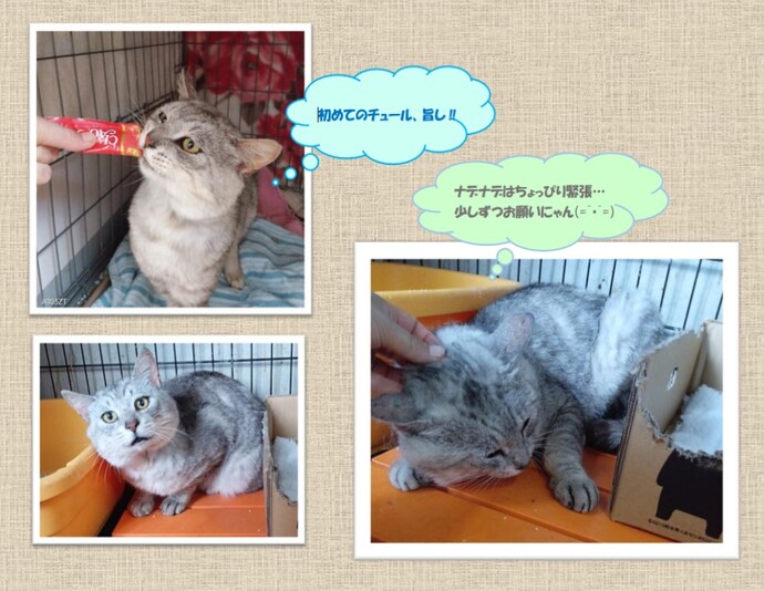 新しい飼い主を捜している猫の写真