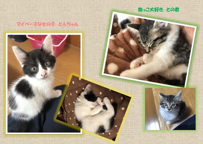 新しい飼い主を捜している猫の写真