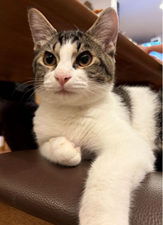 新しい飼い主を捜している猫の写真