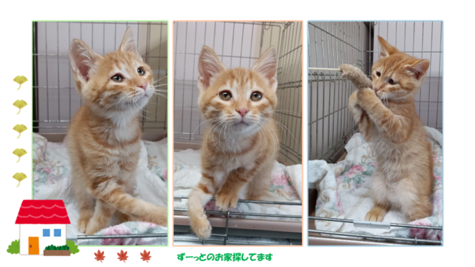 新しい飼い主を捜している猫の写真