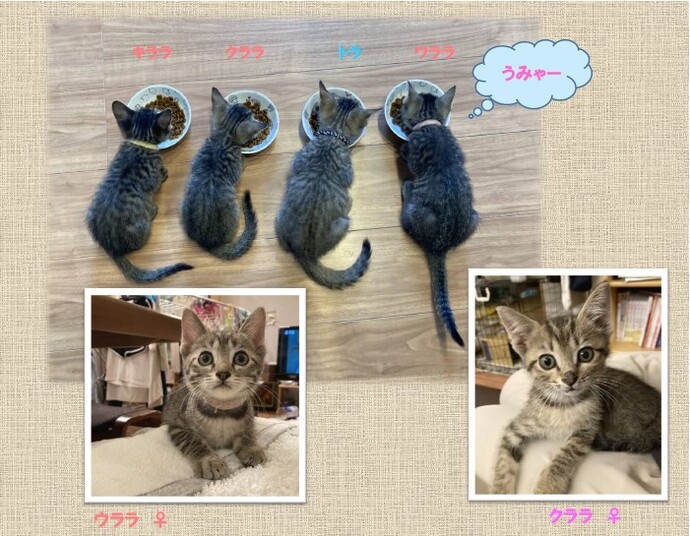 新しい飼い主を捜している猫の写真