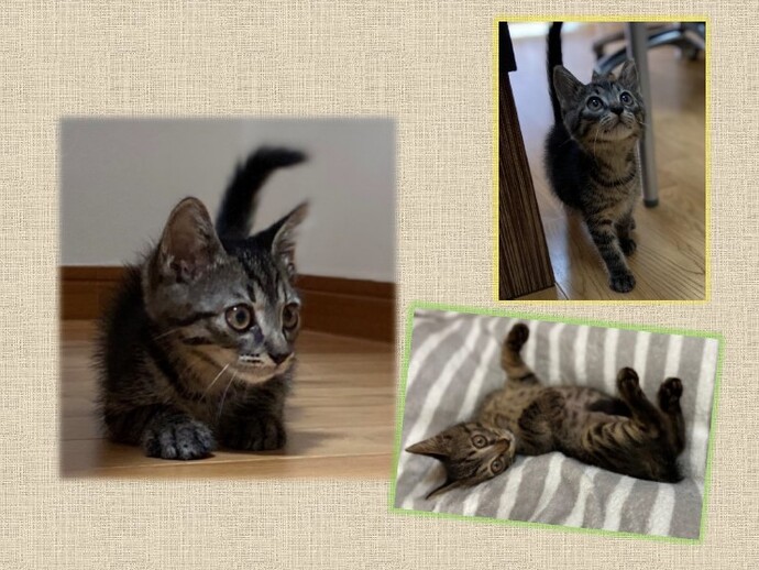 新しい飼い主を捜している猫の写真