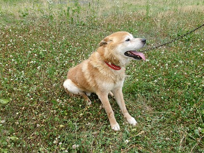 inu250709-1