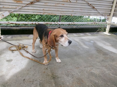 inu20250918-1