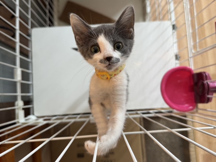 アメリアちゃん