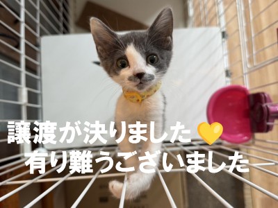 アメリアちゃん