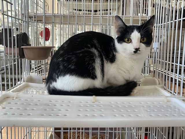 チョコバナナ君