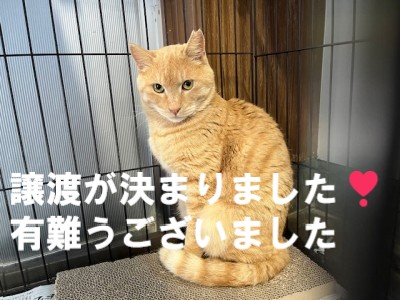 こはく君